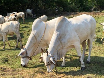 Hanu Reddy Ongoles - image (16)