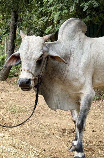 Hanu Reddy Ongoles - image (3)