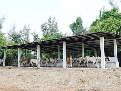 Hanu Reddy Ongoles - image (7)